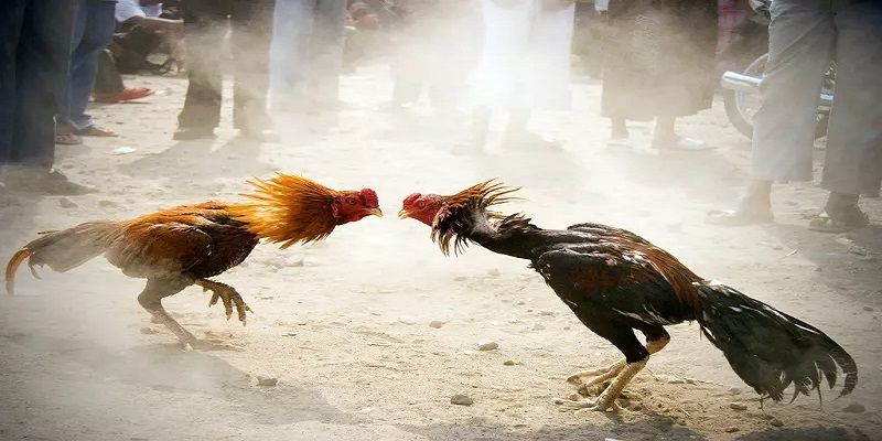 Văn Hóa Đá Gà ở Campuchia