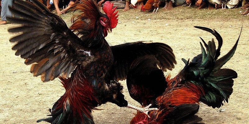 Các Loại Gà Được Sử Dụng Trong Trực Tiếp Đá Gà Campuchia